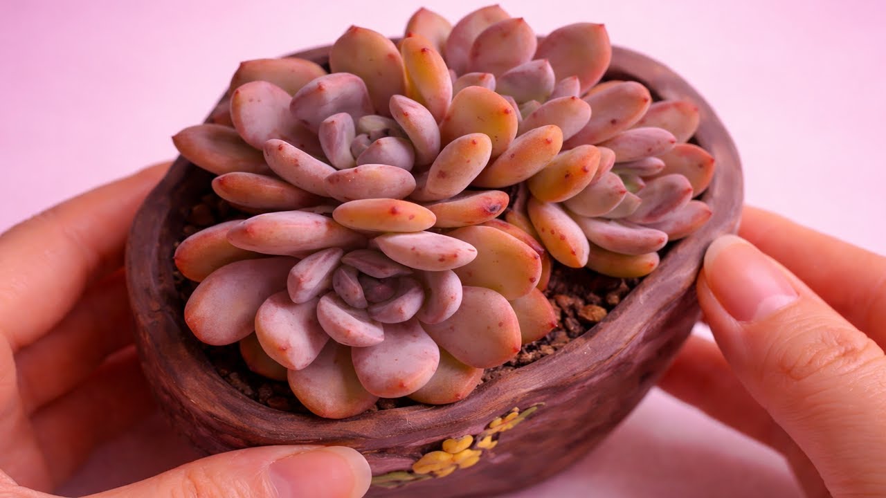 Best Soil and Pots for Succulents | Expert Setup for Fast Growth