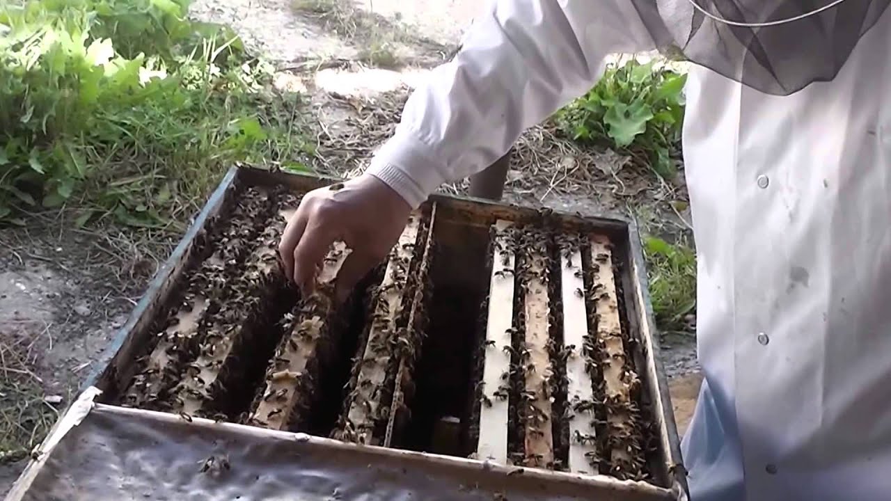 Cum se poate dezvolta o mica stupina rapid, sanatos si fara afectarea productiei de miere
