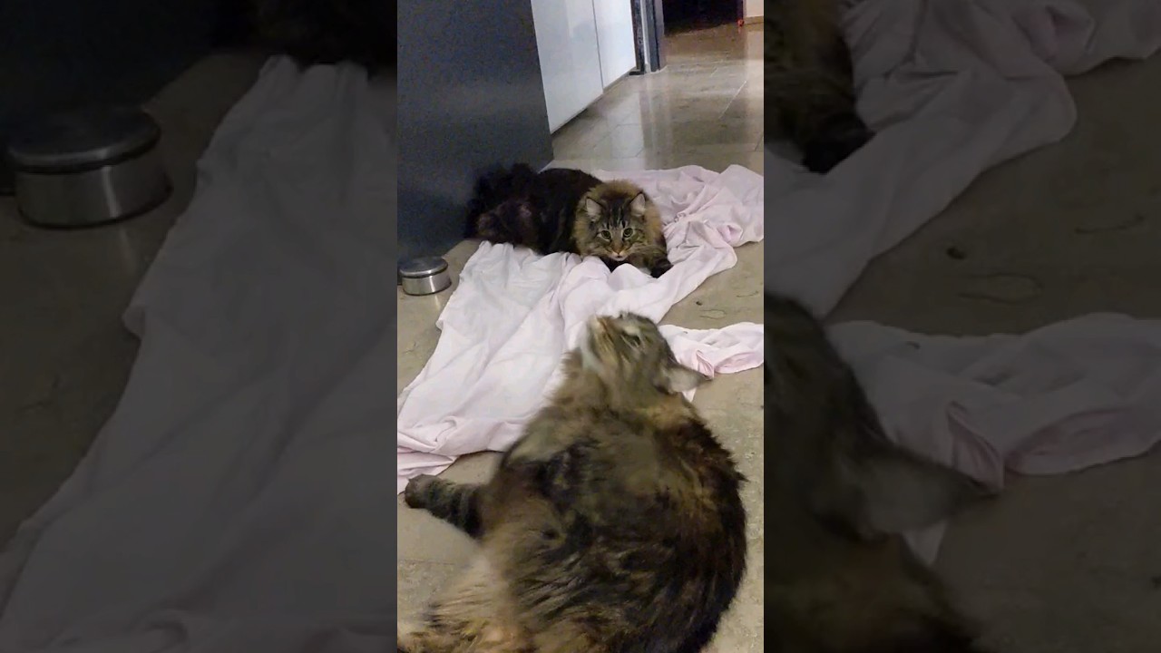 Cat Zoomies with Roy #norwegianforestcat
