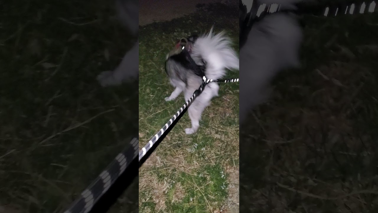 Night walking with Shyla and Pogo Huskies.