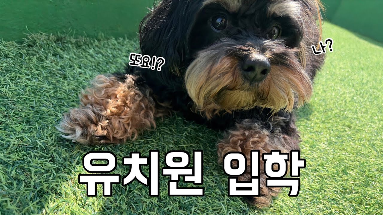 유치원에 또 입학하는 강아지🐶🐥