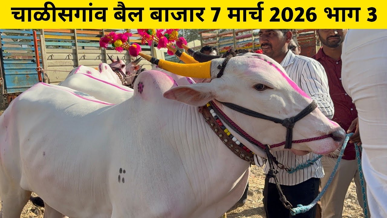 चाळीसगांव बैल बाजार 7 मार्च 2026 | Chalisgaon bail bajar भाग 3