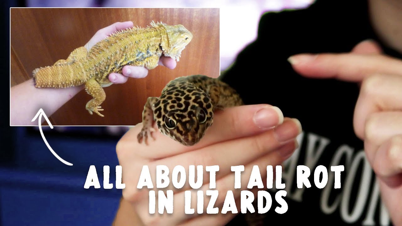 TAIL ROT / NECROSIS IN LIZARDS - Symptoms, Causes & Treatment!
