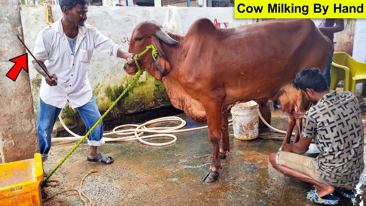 Cow Milking By Hand | Beautiful Gir Cow | How to Milk a Cow | Hand Milking | Cow Milking Video
