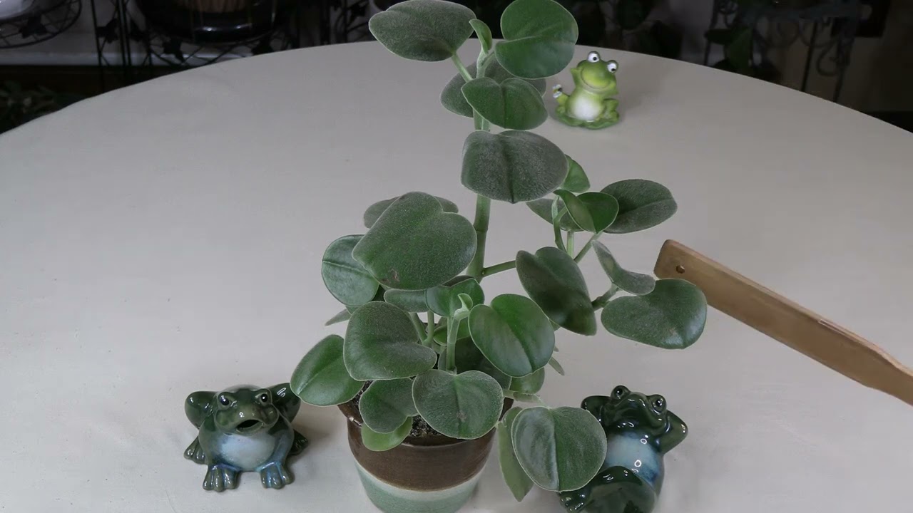 Peperomia incana Care: What to Know
