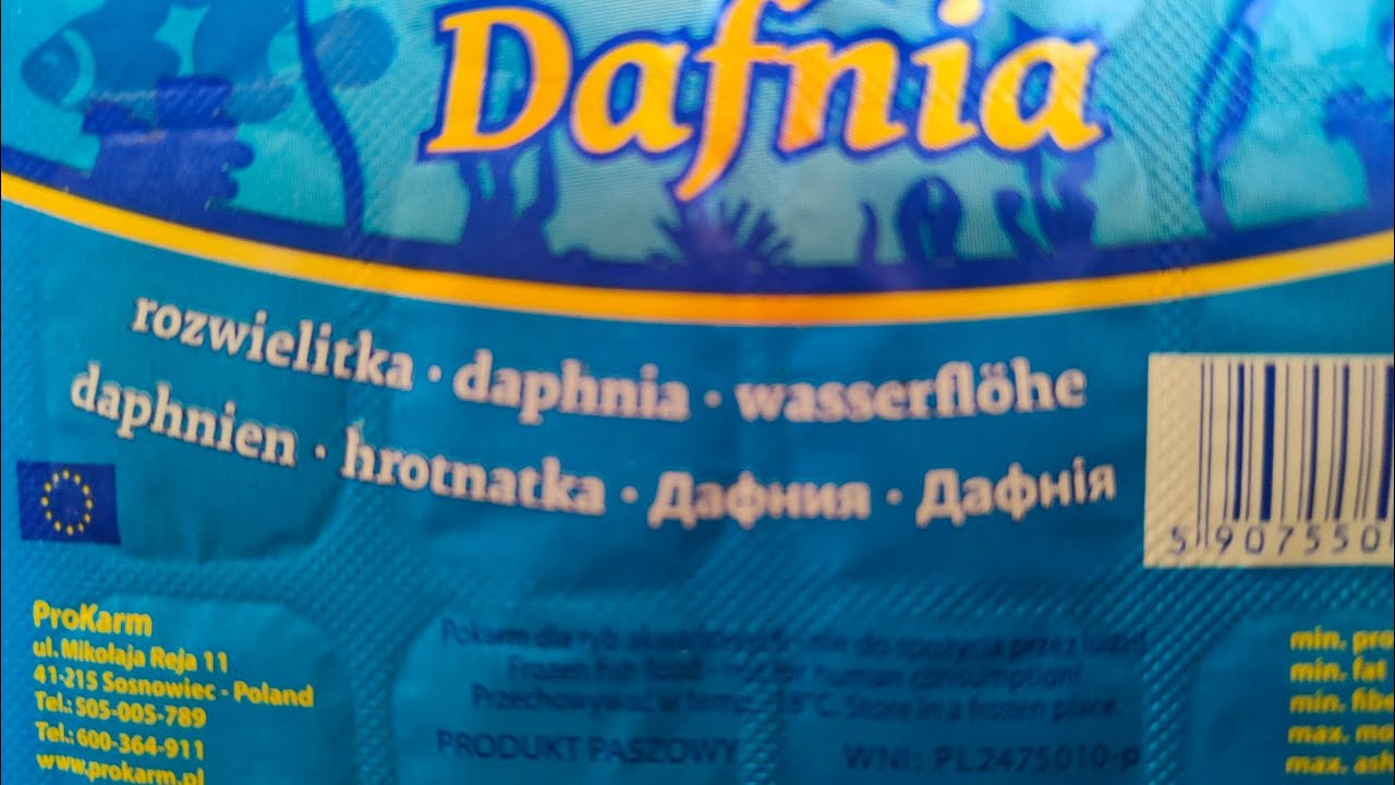 Dafnia czyli rozwielitka. Królowa polskiej akwarystyki
