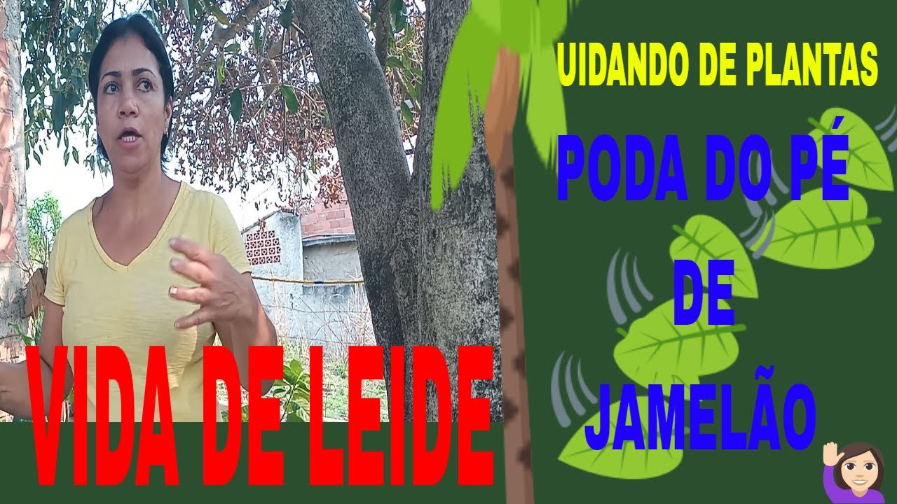 CUIDANDO DE PLANTAS: PODA DO PÉ DE JAMELÃO, TRISTE MAS NECESSÁRIO