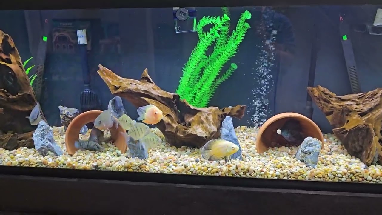 125 Gallon Cichlid Tank build and setup overview