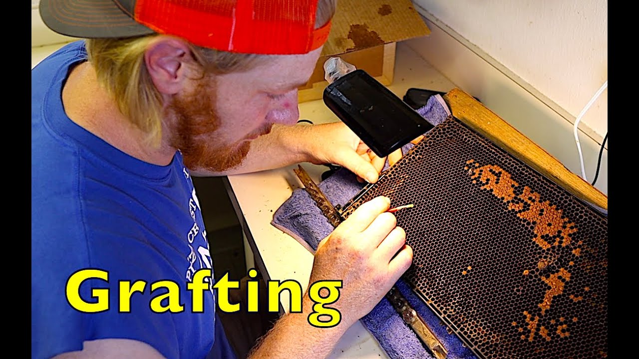 Florida Beekeepers Part 3: Queen Production with Chris Werner