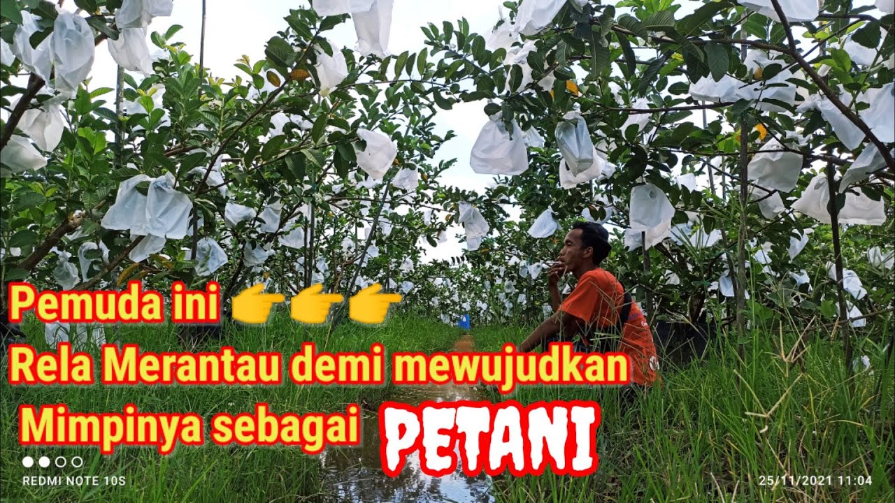 Tanam jambu siumik pala pemuda ini Meraup untung 15jt per Bulan
