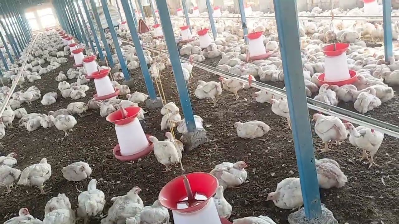 2600 ग्राम वजन आया 36 दिन बाद ।