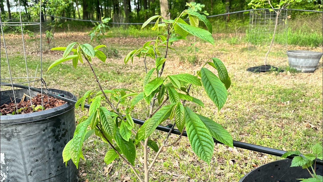 Pawpaw Collection Benson Susquehanna Atwood & Shenandoah April 2024 #pawpaw