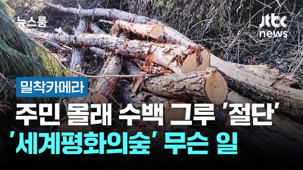 [밀착카메라] 주민 몰래 수백 그루 '절단'…'세계평화의숲' 무슨 일 / JTBC 뉴스룸