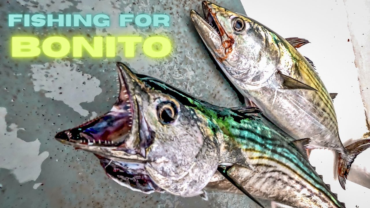 Fishing For Bonito Using Jigs On A Bluefish Party Boat