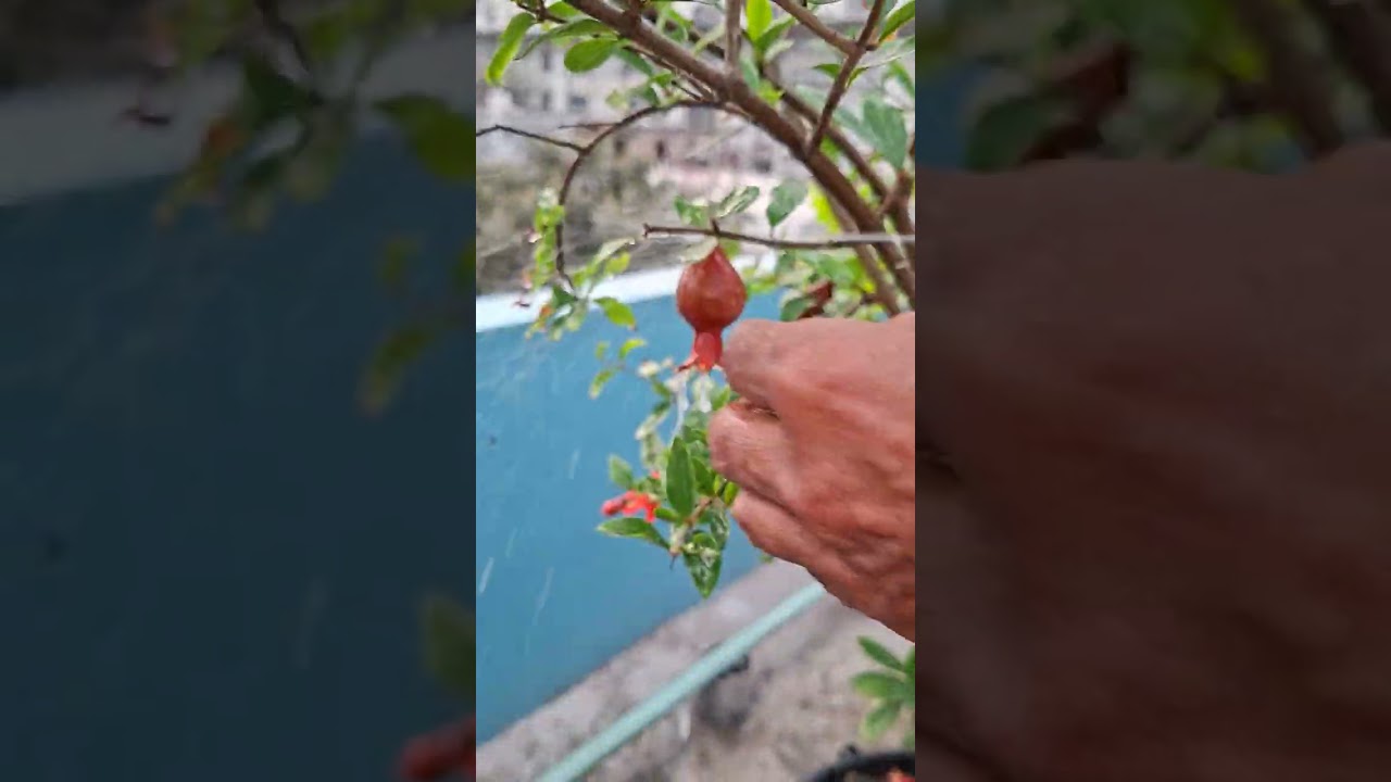 আনার গাছের গুটিতে ঔষধ প্রয়োগ। 