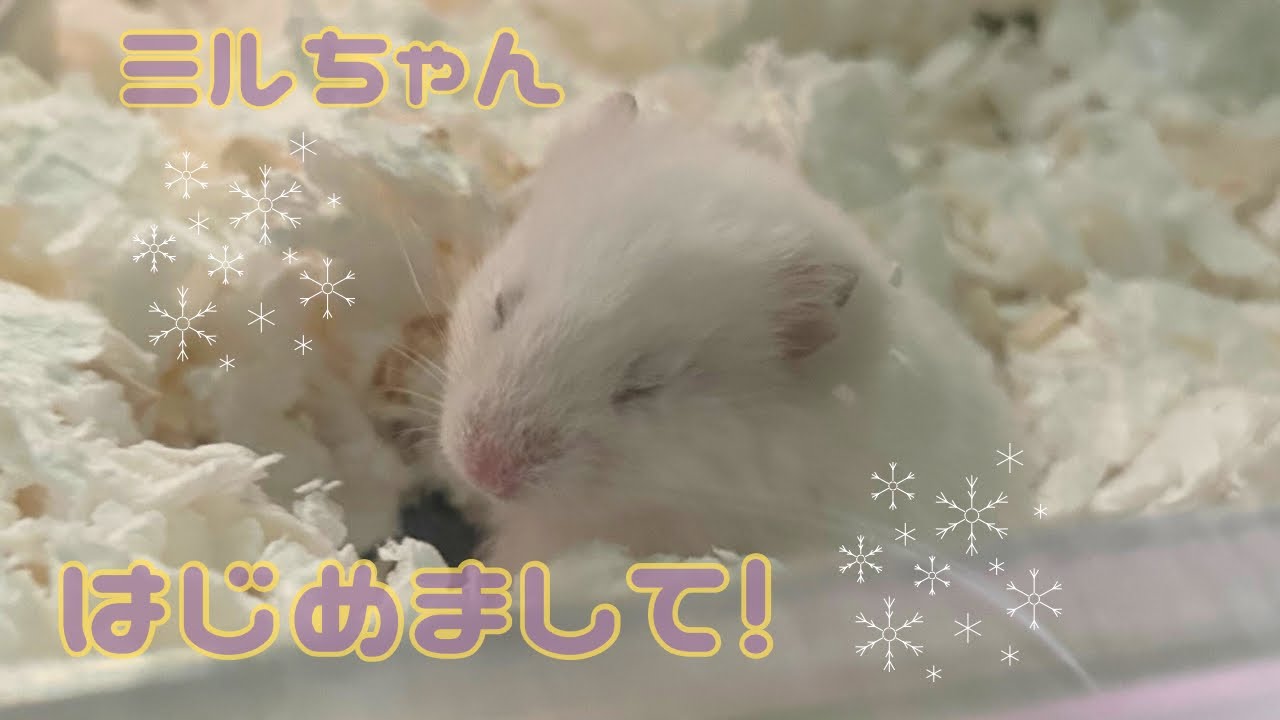 赤ちゃんハムスターをお迎えしました〜後編〜🥛みるちゃん🥛