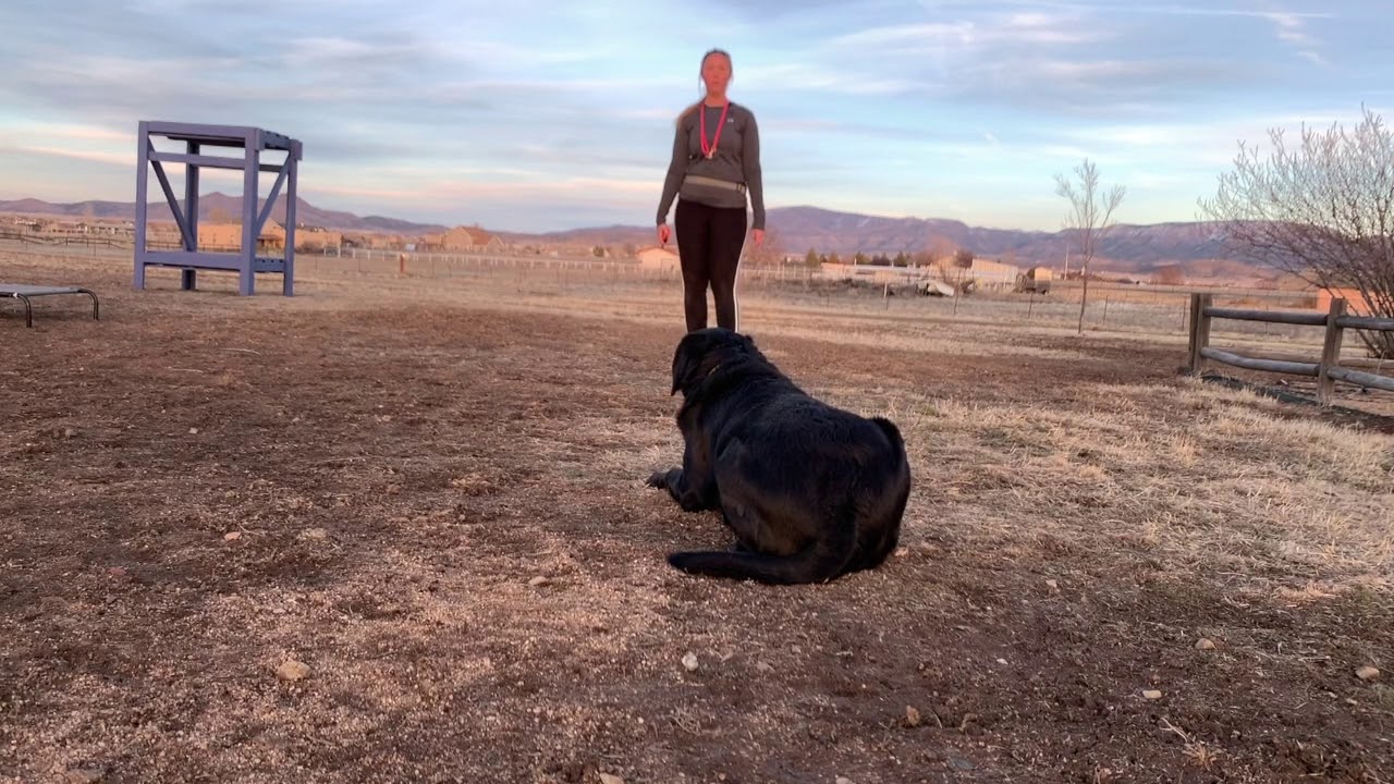 Bentley | Lab | Best Aggressive Dog Trainers in Northern Arionza