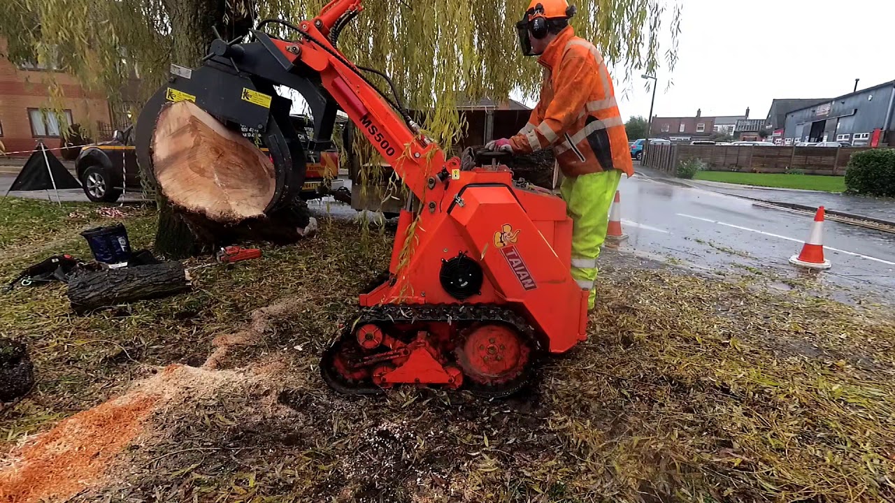 Twin willow tree removal