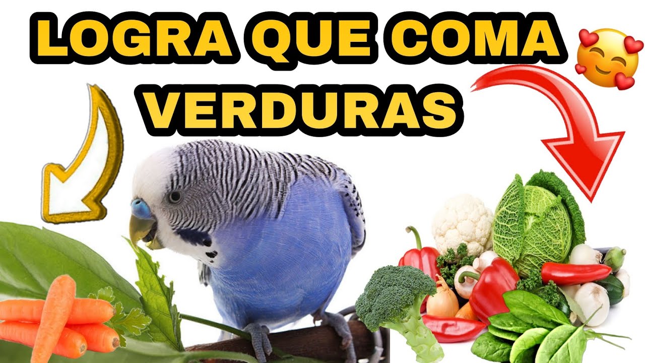 ¿COMO HACER QUE MIS PERIQUITOS COMAN VERDURAS? | SOLUCION | DAR VERDURAS PERIQUITOS AUSTRALIANOS