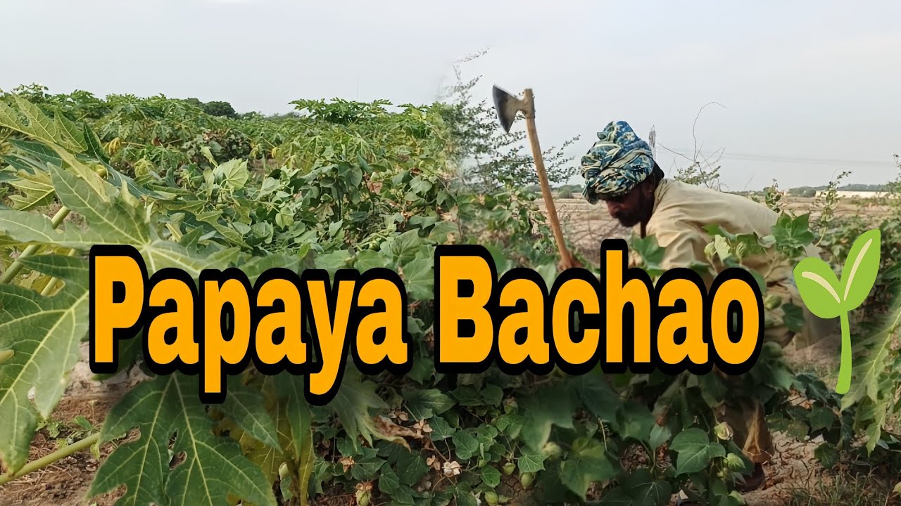 Why I Removed Cotton from My Papaya Farm | Intercropping Result || 2025 || 