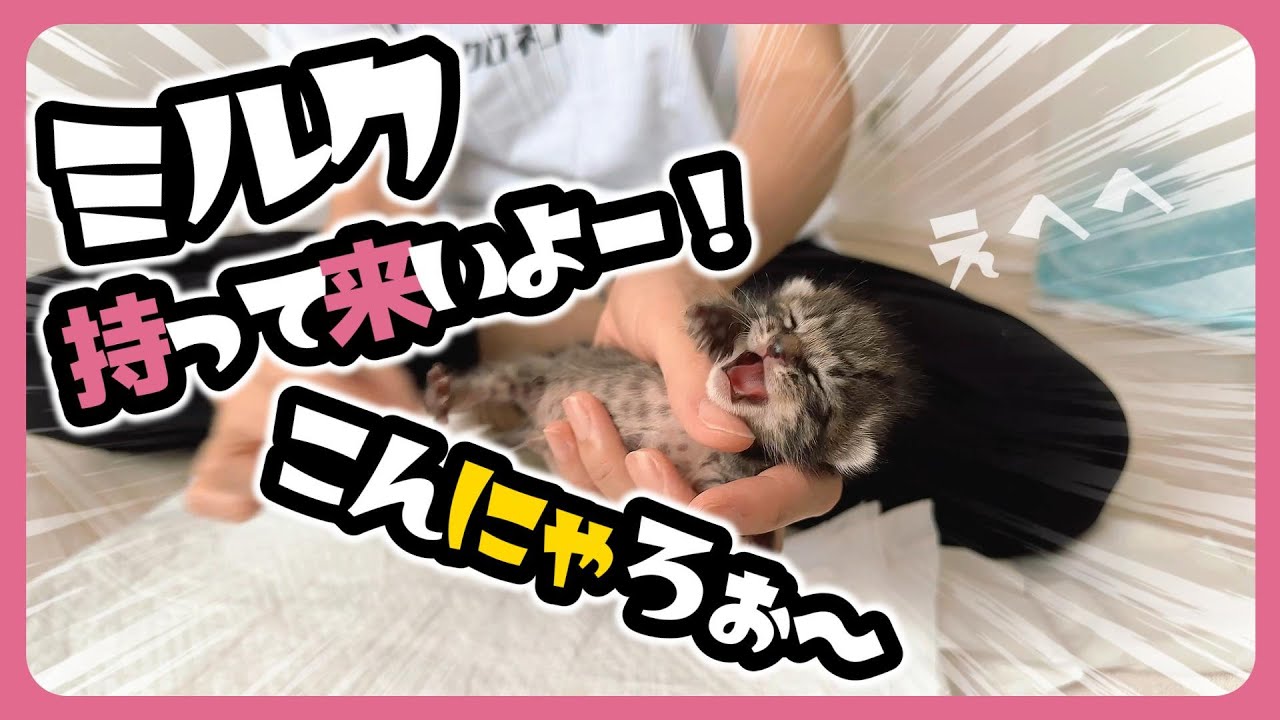 【子猫】ミルクはチビチビ飲む派です はじめての爪切りに・・・【保護猫生活8日目】
