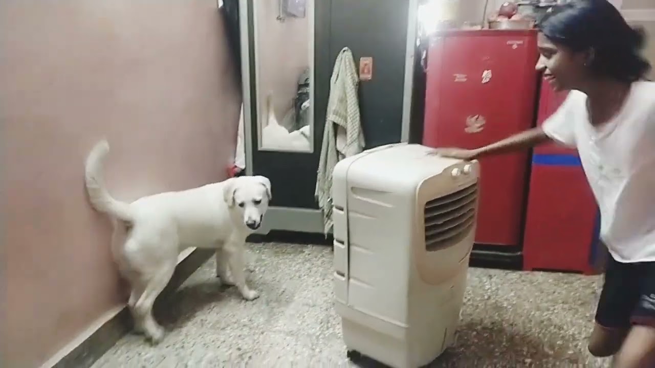 दिया जिमी पकडापकडी खेळतात दोघी किती खुश आहे 🥰🥰