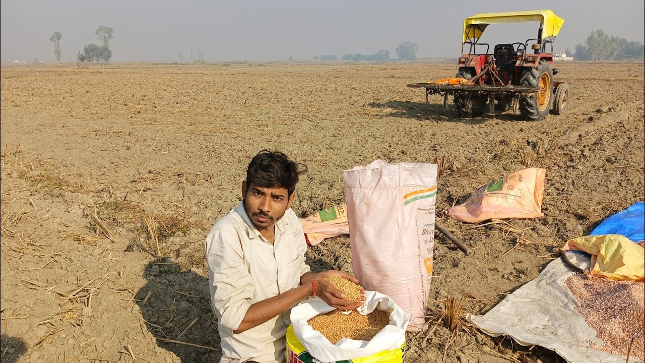 How To Sow Wheat In The Field ? खेत मे गेहूँ कैसे बोये ? 