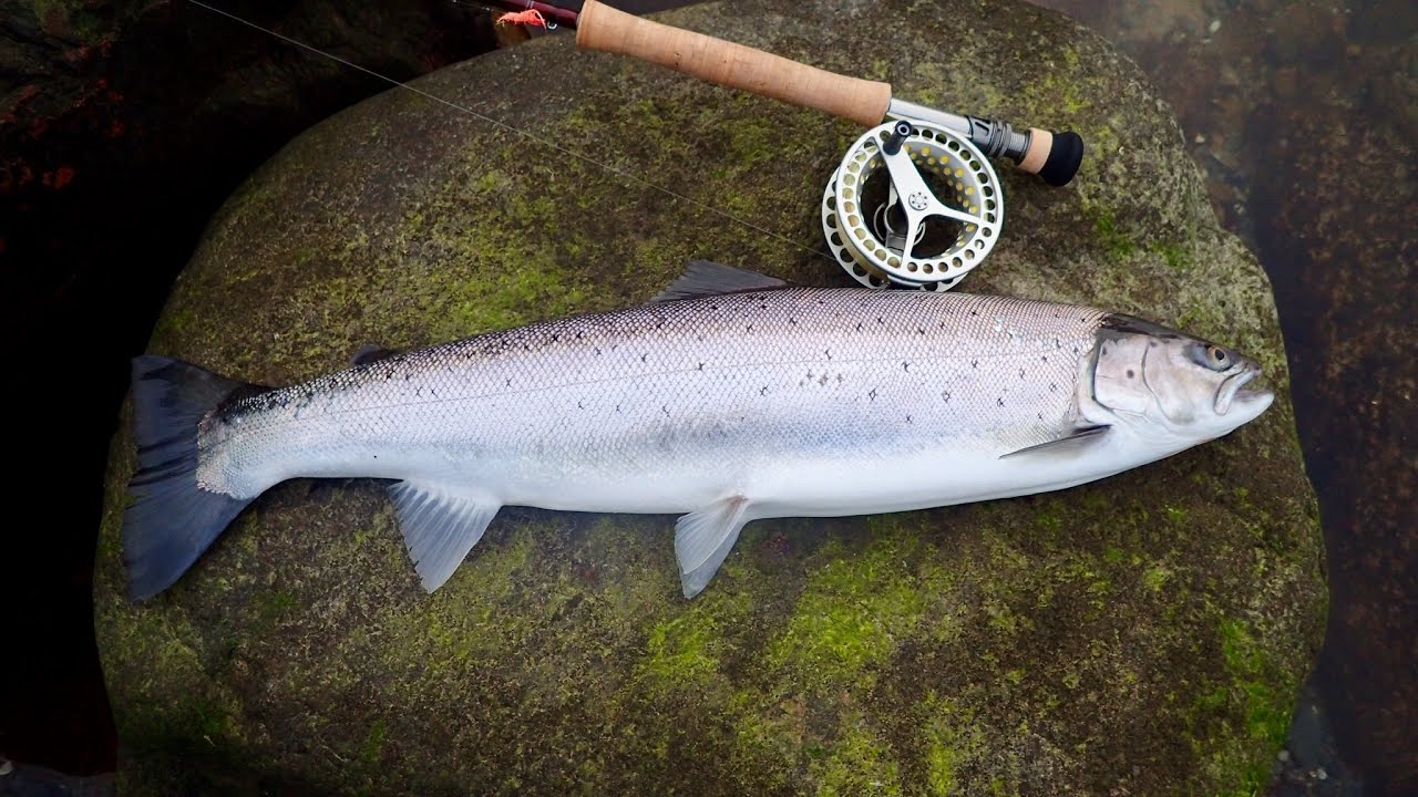 Overspringer fra Nordkysten 61 cm. 17. februar 2019