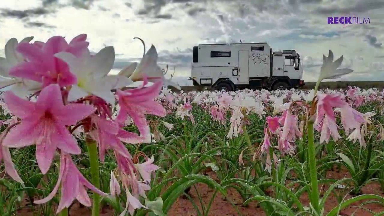 Die W&uuml;ste bl&uuml;ht in Namibia