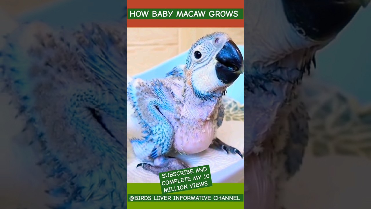 How baby macaw grows up | From the hatch until the eyes opened
