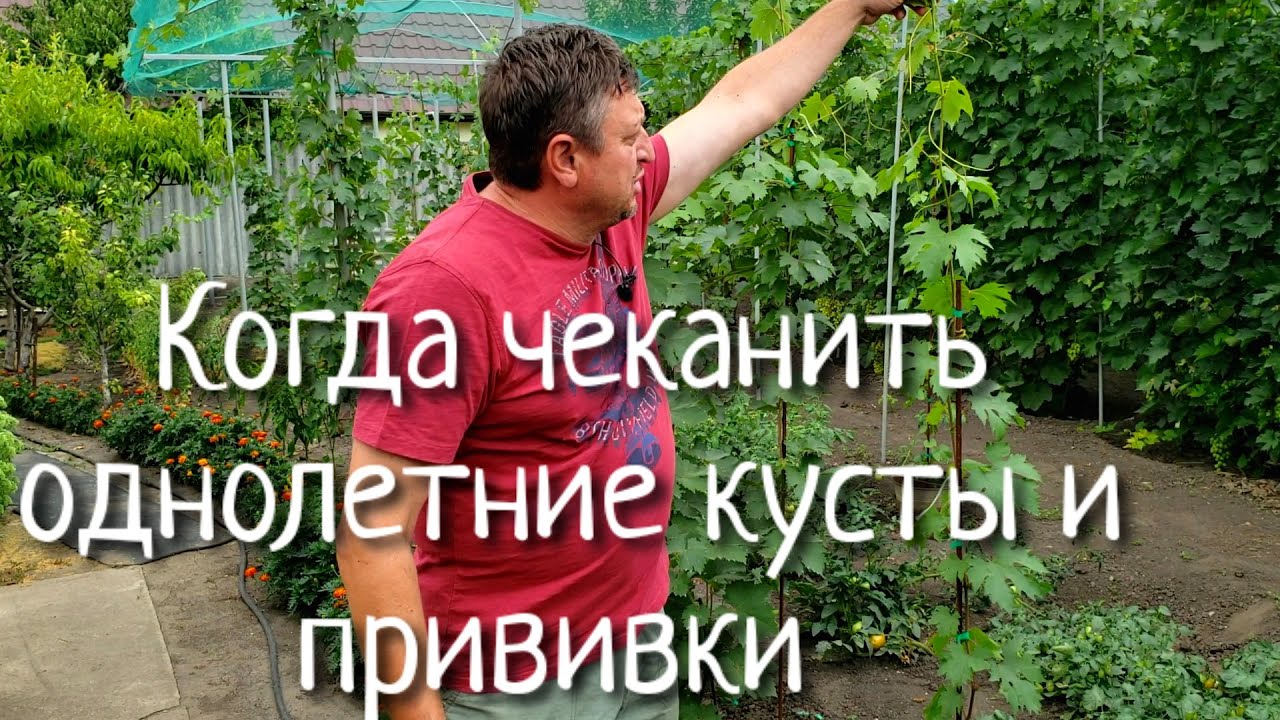 Когда нужно чеканить однолетний куст винограда. Как улучшить вызревание лозы