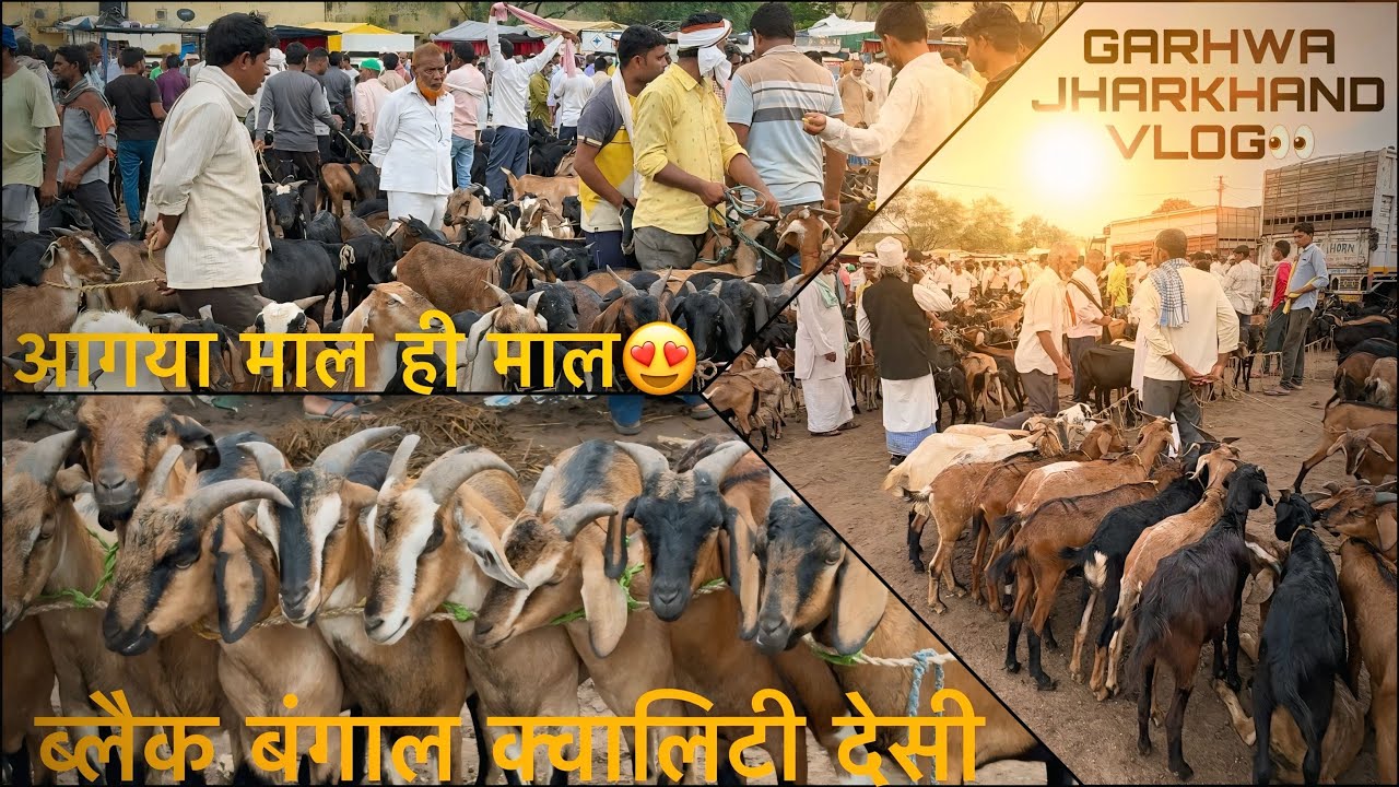 | गढ़वा बकरी मार्केट | Goat wholesale market in garhwa jharkhand |