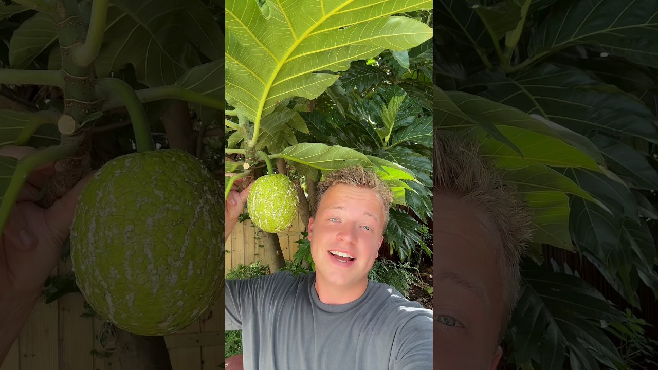 How to air layer fruit trees!