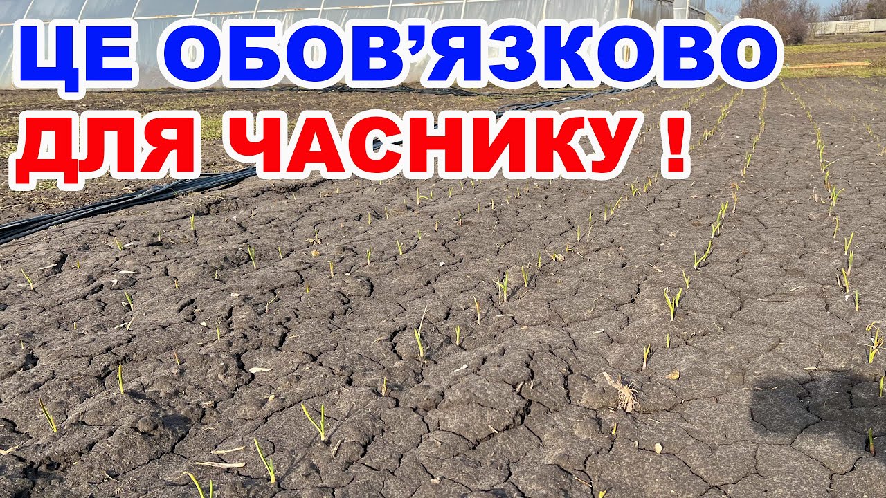 Перші роботи на часнику весною ! Вирощування часнику від а до я