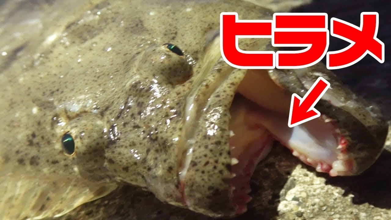 【高級魚】有明海のヒラメ釣れた‼