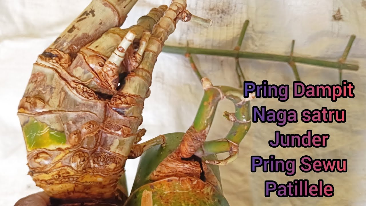 hasil bolang bambu unik langsung dapet bayyer,