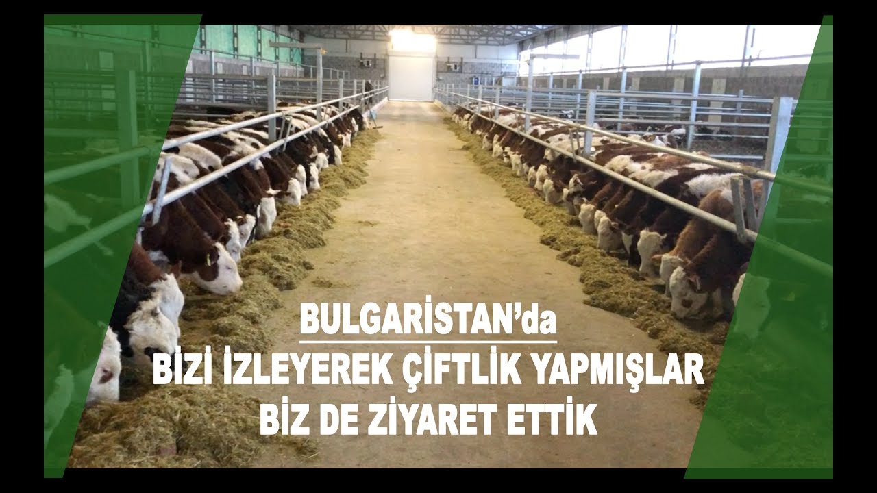 Bulgaristan'da Çiftlik Ziyareti