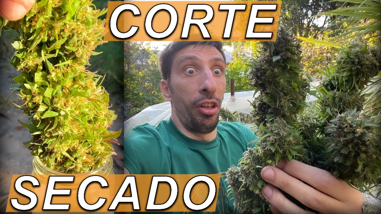 CANN4BIS - Corte y Secado