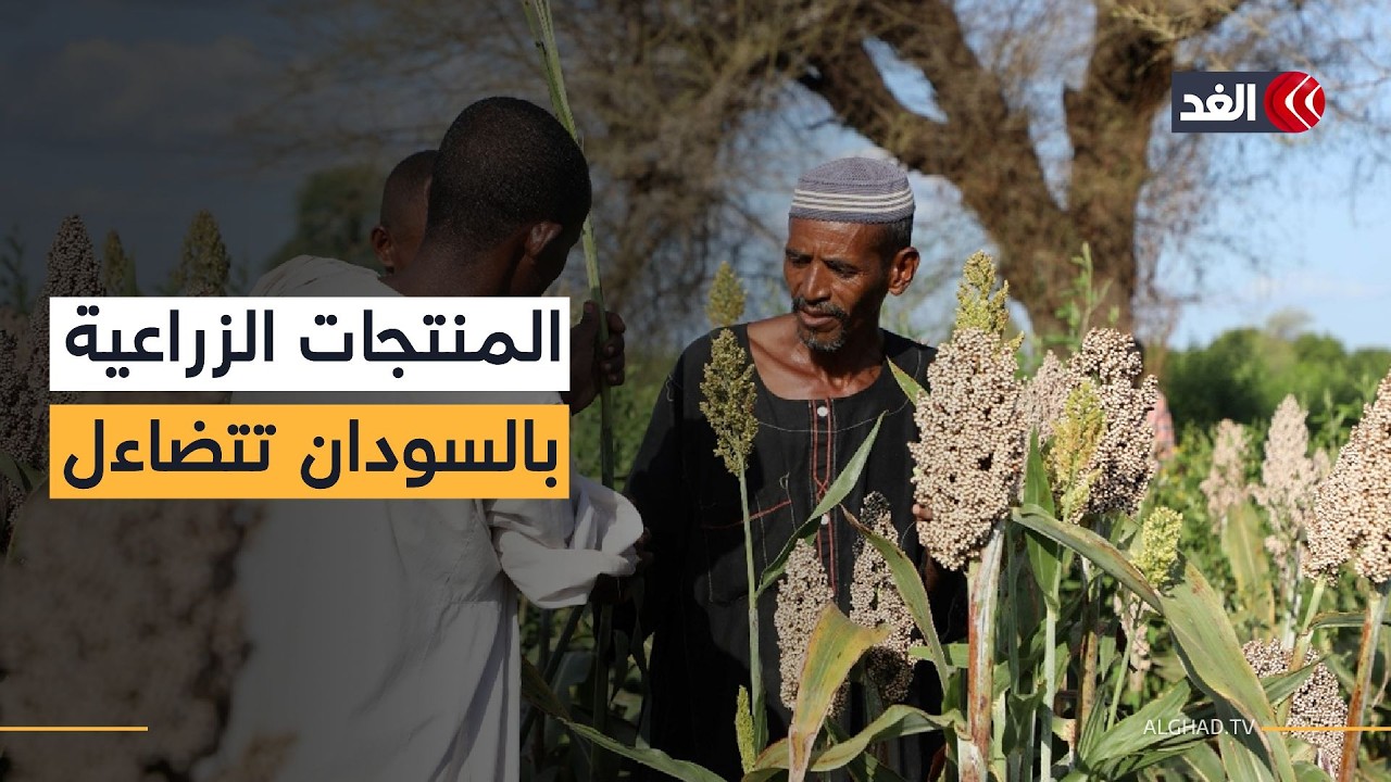 الحرب في السودان تتسبب في انخفاض المحاصيل وارتفاع أسعار الغذاء وزيادة خطر المجاعة