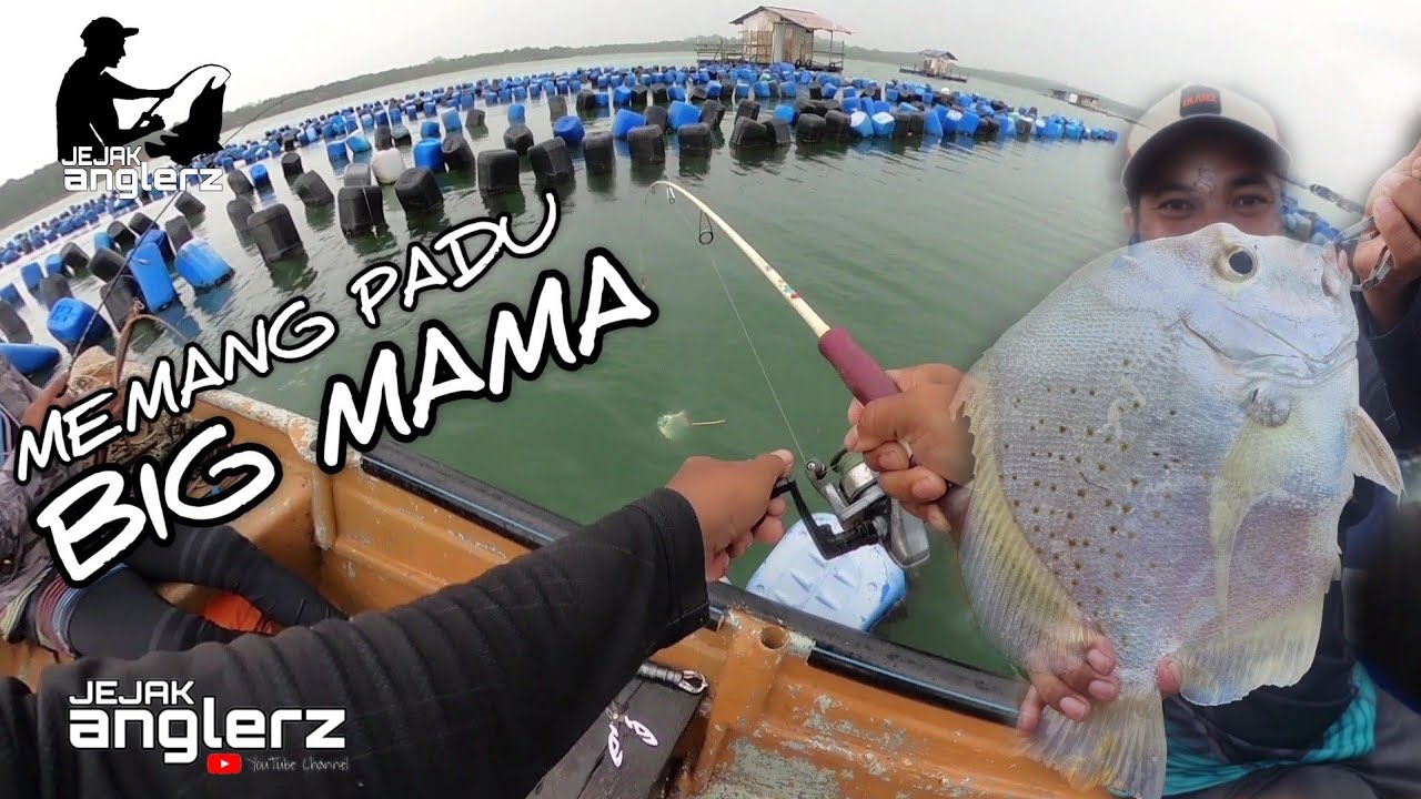 Ikan Ikon Telok Kabong || Memang Padu Tarikkan Daun Baru Tong Kupang