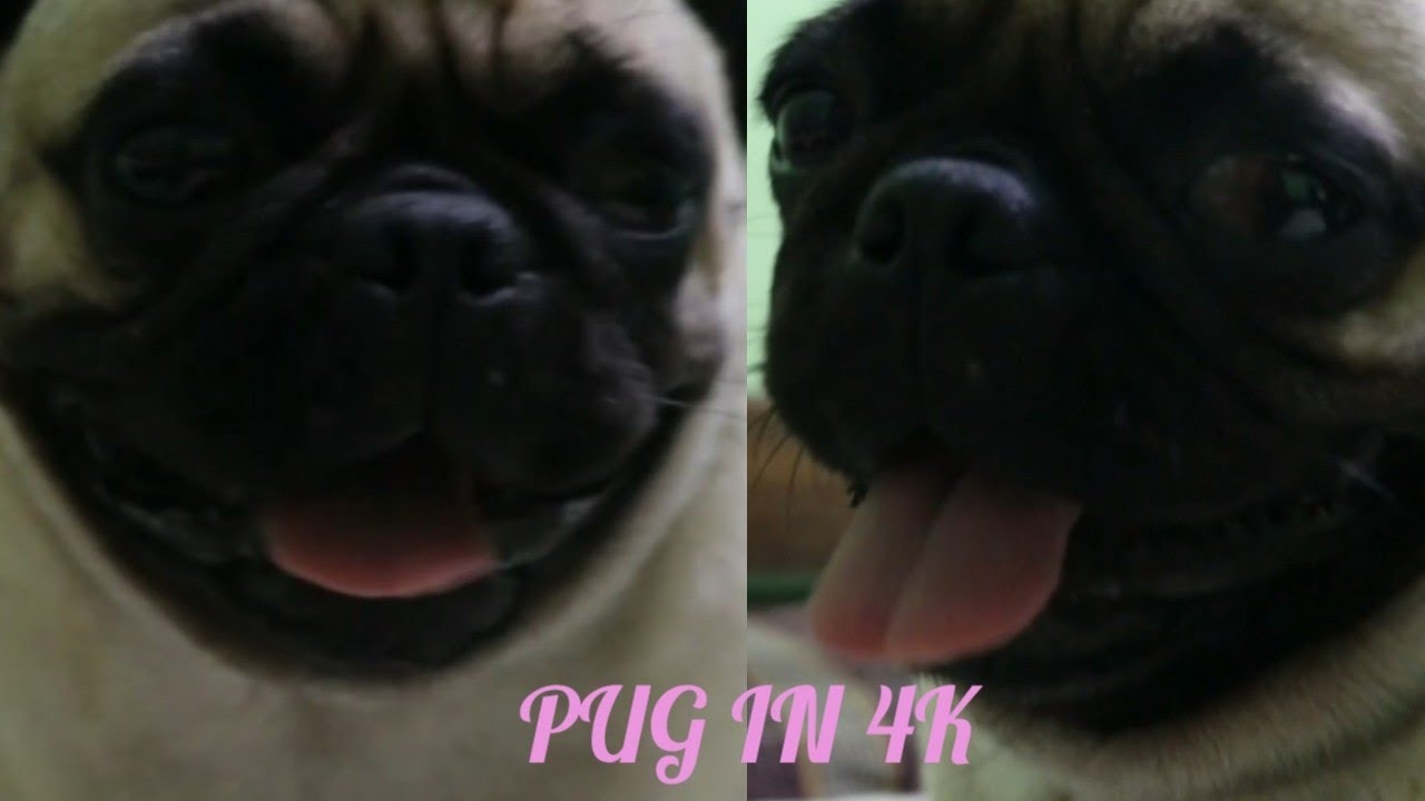 Cute pug in 4k ( cute videos ♡ ) mr. soffie