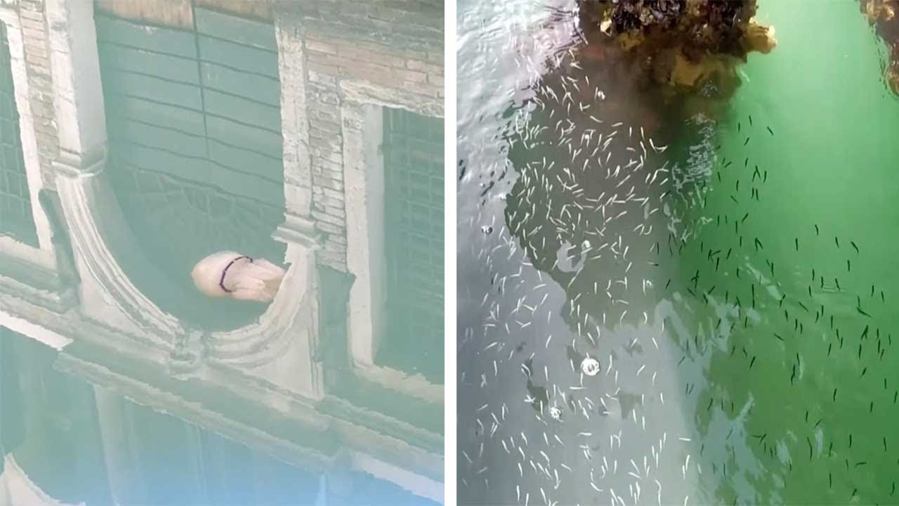 Sea Life Thrives In Venice Canals