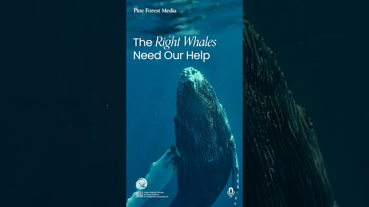 Only 370 North Atlantic Right Whales Left