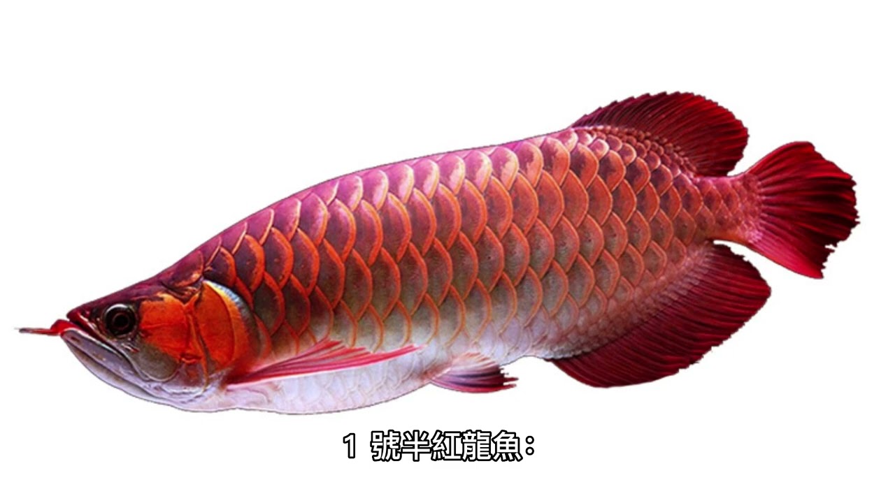 龍魚怎麽飼養-龍魚價格，紅龍魚價格是多少