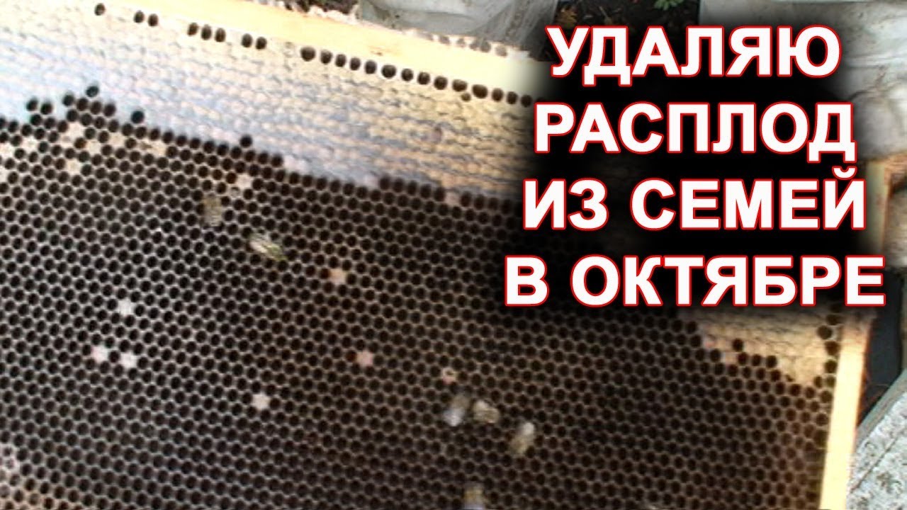 Удаляю расплод из семей в октябре.