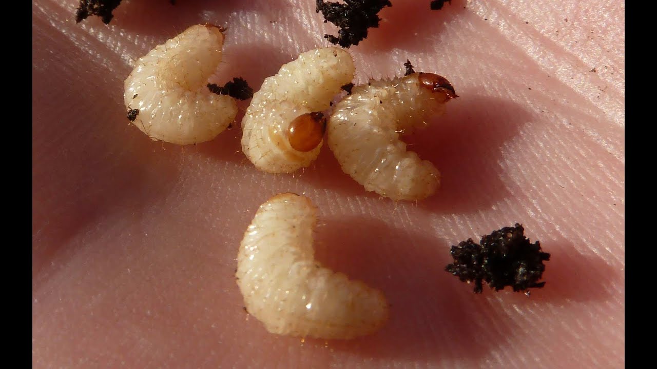 Allotment Diary : Beware the hidden soil pests : Vine Weevil Grubs