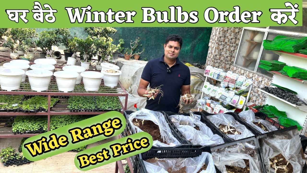 Winter Flower Bulbs Online खरीद सकते हैं, Best Quality Bulbs & Wide Range Varieties at Priya Nursery