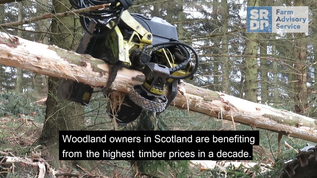 Thinning: transforming your woodland and finances