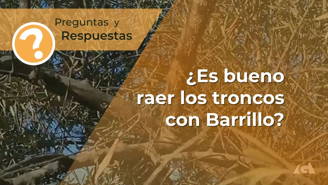 &iquest;Es bueno raer los troncos con barrillo?