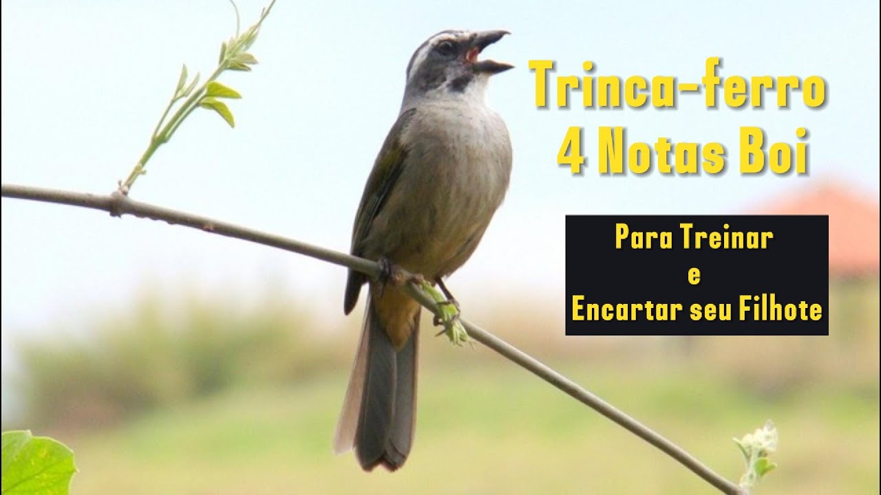 Trinca-ferro 4 Notas Boi para treinar e encartar seu filhote